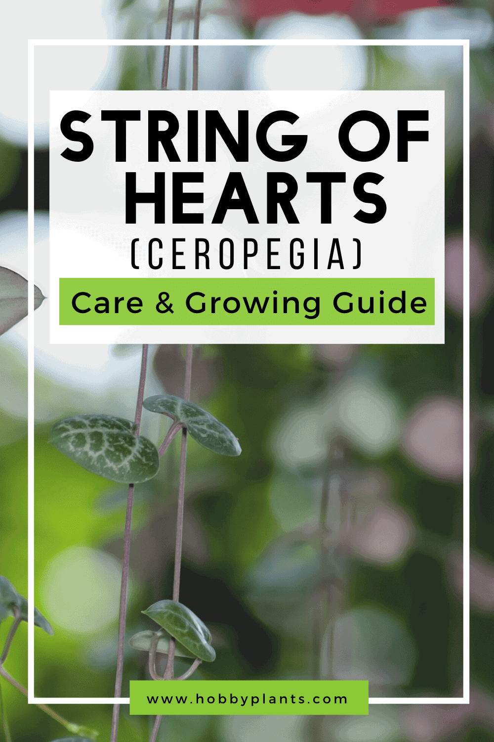 String of Hearts Care