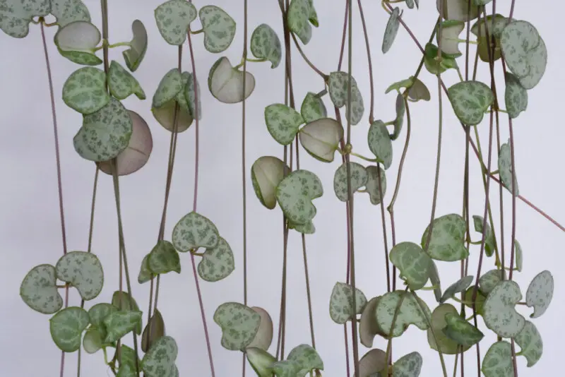 String of Hearts (Ceropegia) Care & Growing Guide