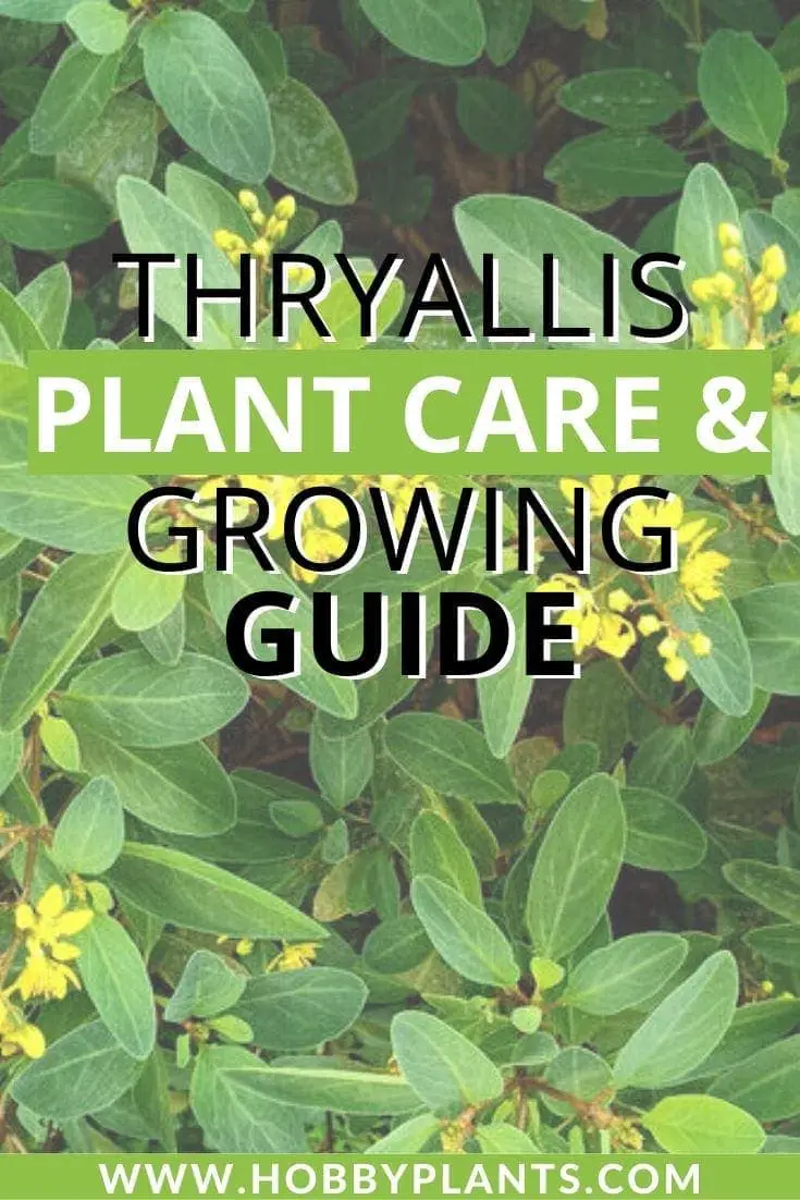 Thryallis Plant Care Thryallis Plant Care