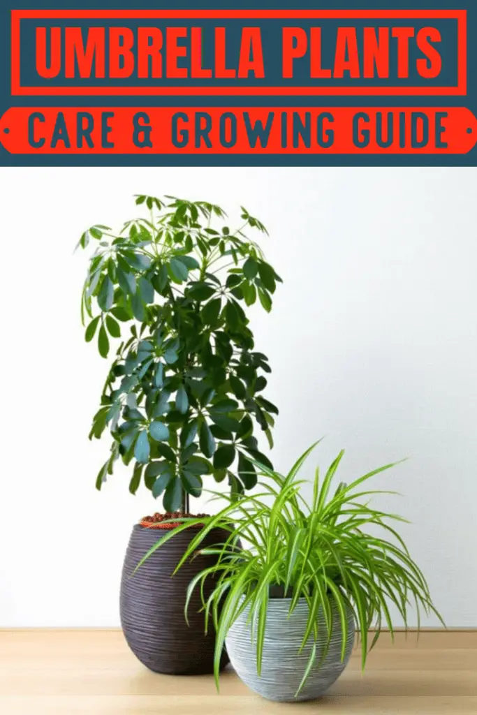 Umbrella Plants Care & Growing Guide