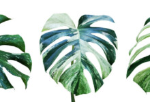 Variegated Monstera Care & Growing Guide