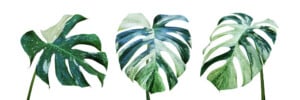Variegated Monstera leafs