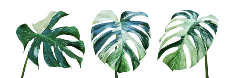 Variegated Monstera leafs