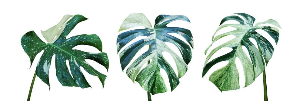 Variegated Monstera leafs