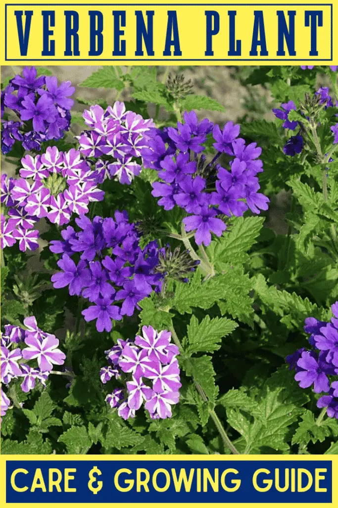 Verbena Plant Care & Growing Guide