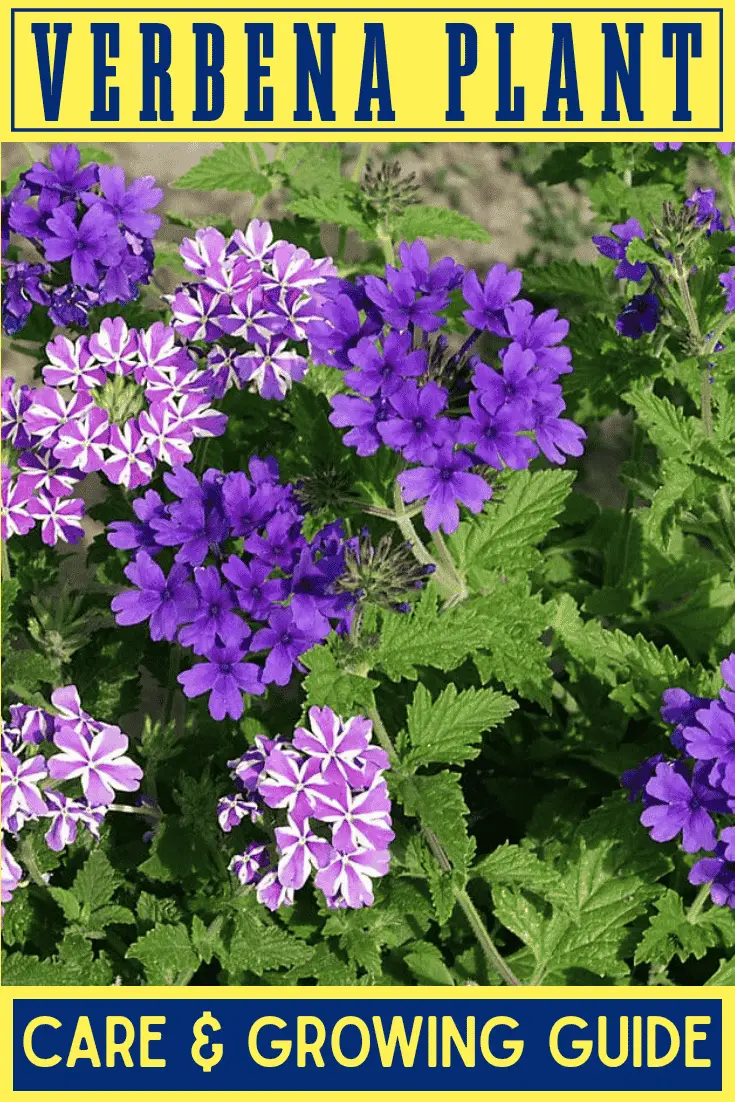 Verbena Plant