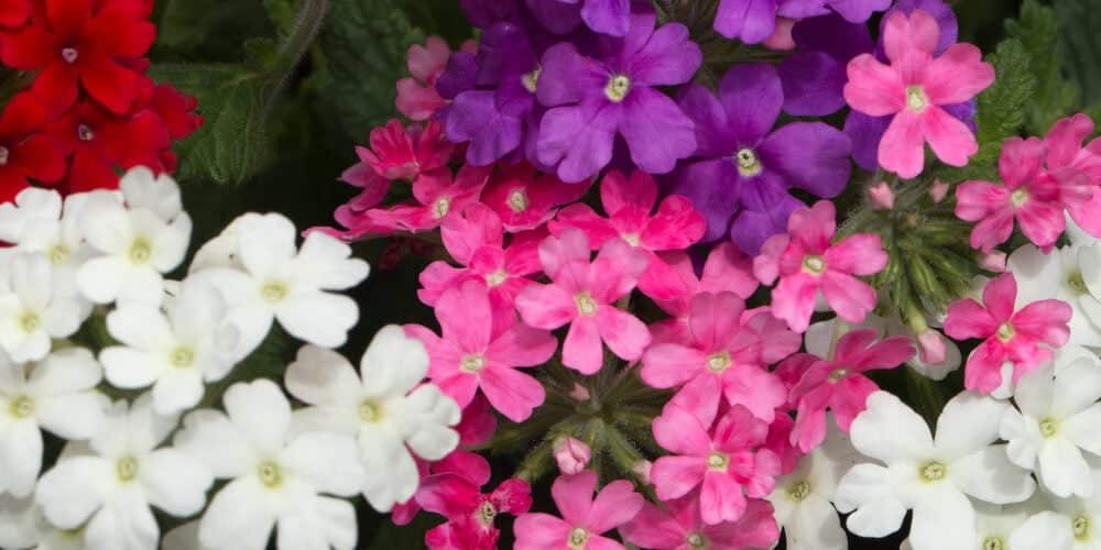 Verbena blooming