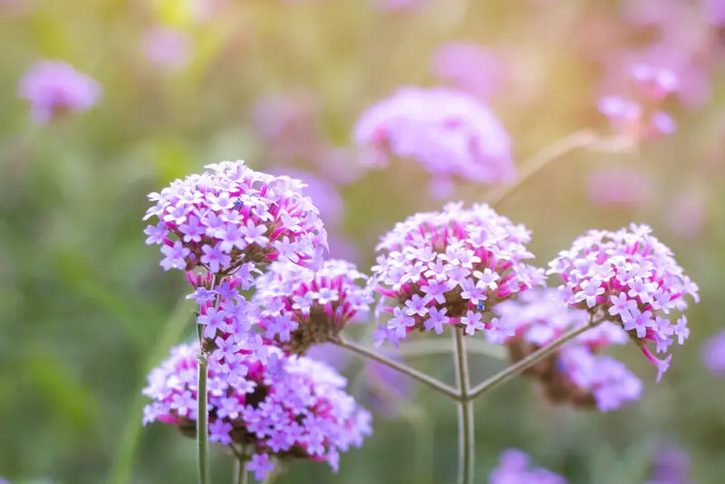 Verbena Plant Care & Growing Guide