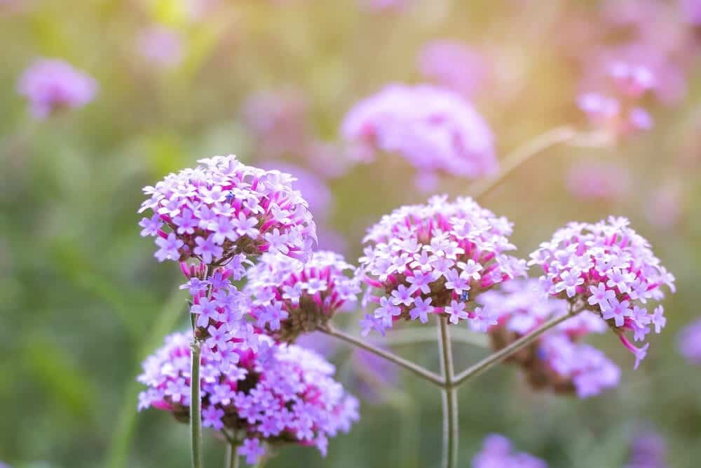 Violet verbena flowers