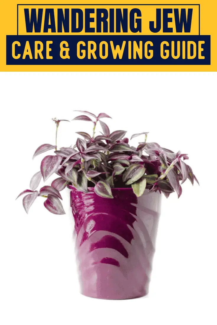 Wandering Jew