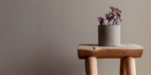 Tradescantia genus in a pot on a table