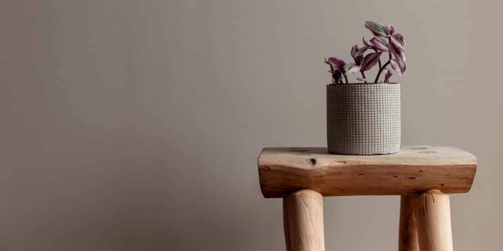 Tradescantia genus in a pot on a table