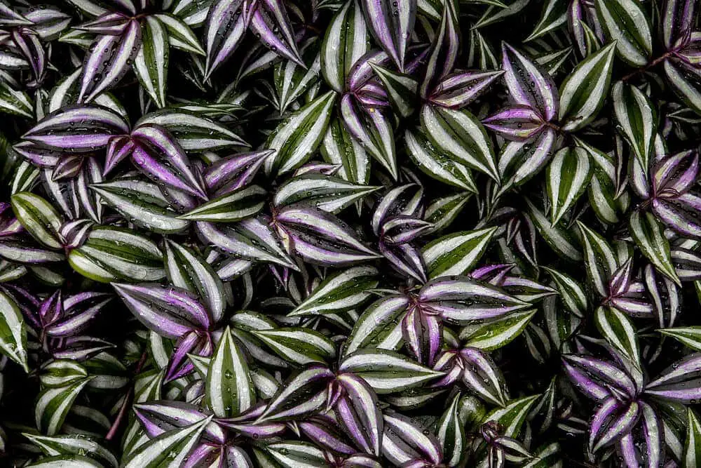 Tradescantia genus leaves