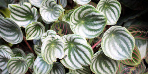 Peperomia Plant Care & Growing Guide