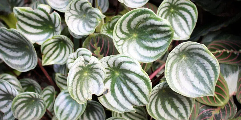 Watermelon Peperomia