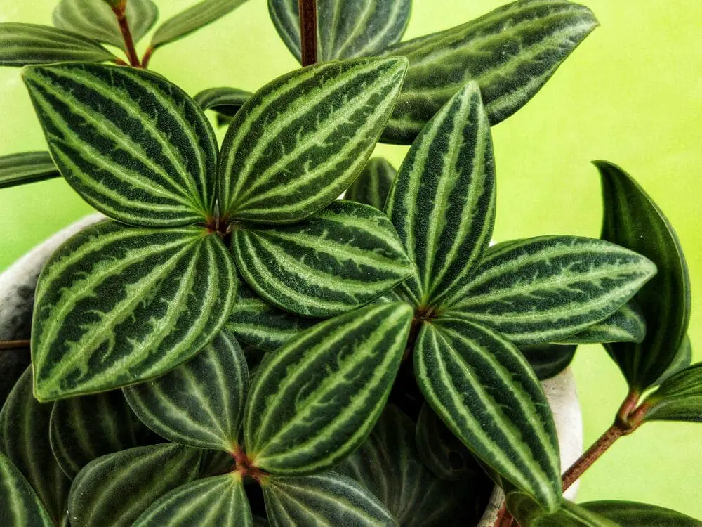 Watermelon Peperomia star