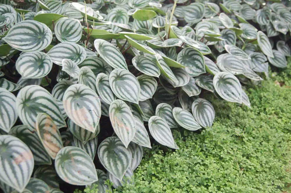 Watermelon Peperomia full yard