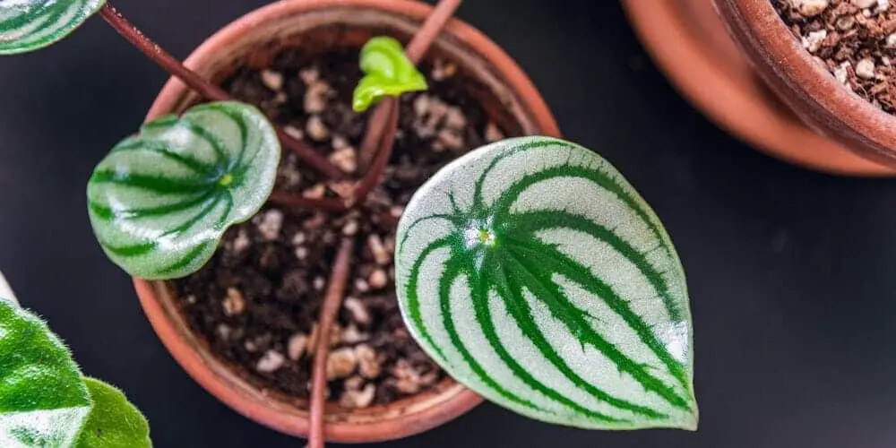 Watermelon Peperomia in a brown pot