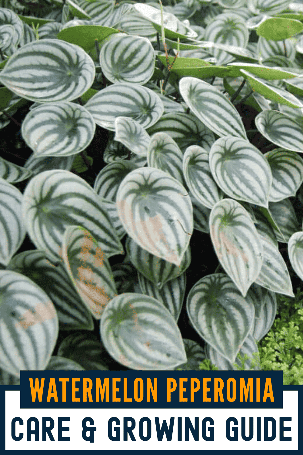 Watermelon Peperomia Watermelon Peperomia