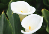 Calla Lily Flowers Care & Growing Guide
