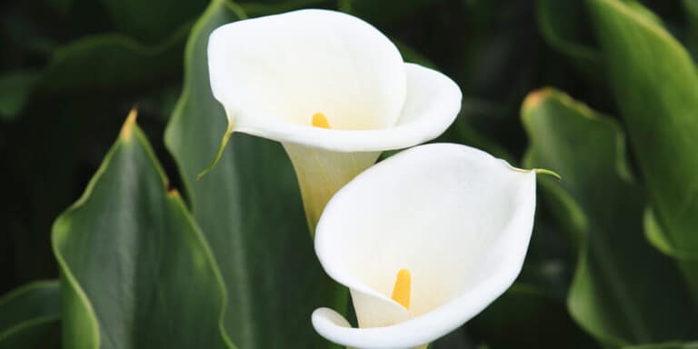 White Calla Lily Flowers
