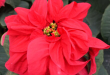 Winter Rose Poinsettia Care & Growing Guide