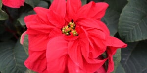 Winter Rose Poinsettia: Plant Care & Growing Guide