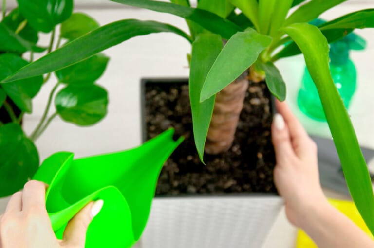 Yucca Elephantipes Care & Growing Guide