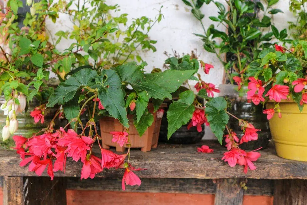 angel wing begonia red flowers