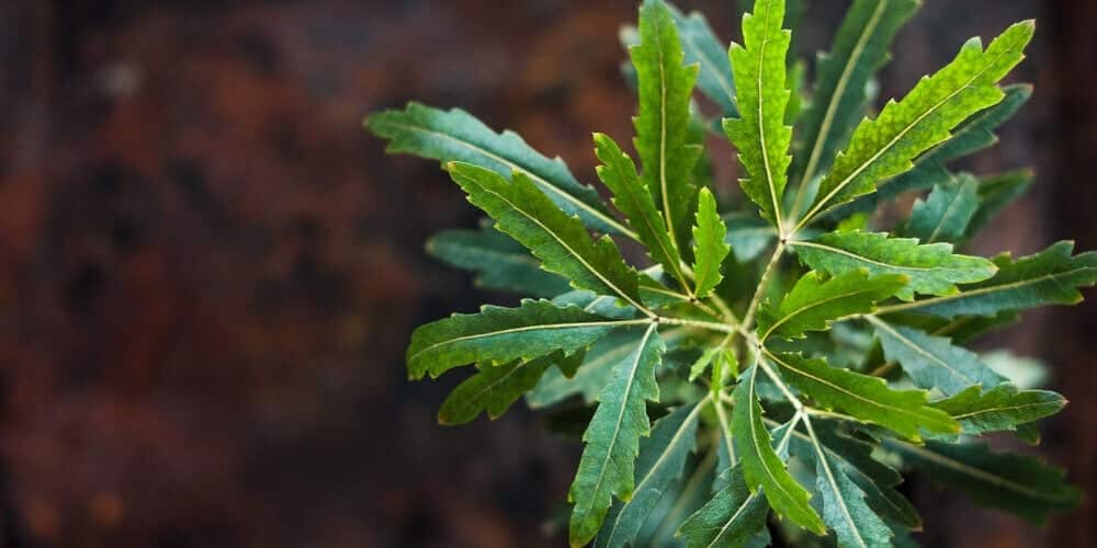 aralia elegantissima