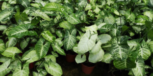 Arrowhead Plant Care & Growing Guide