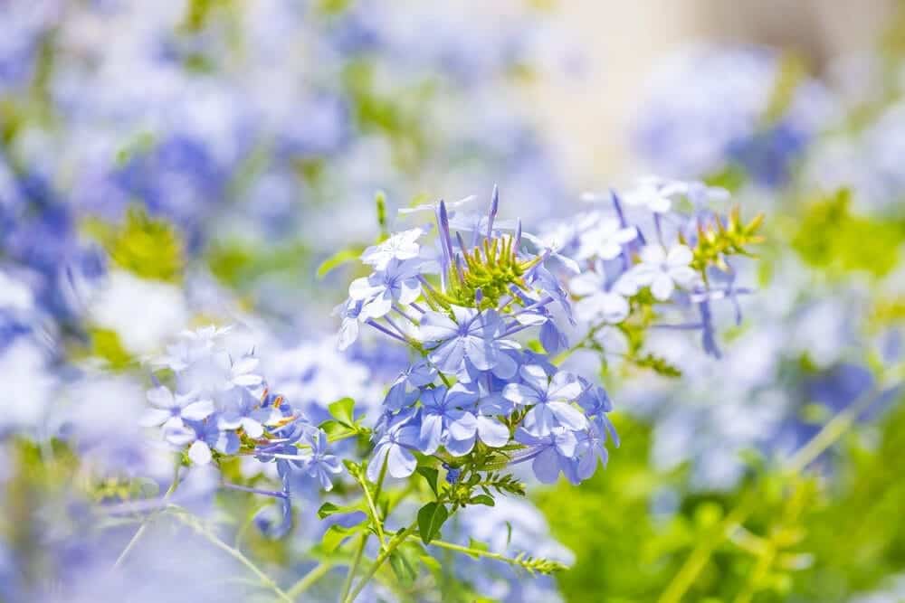 blue plumbago plant