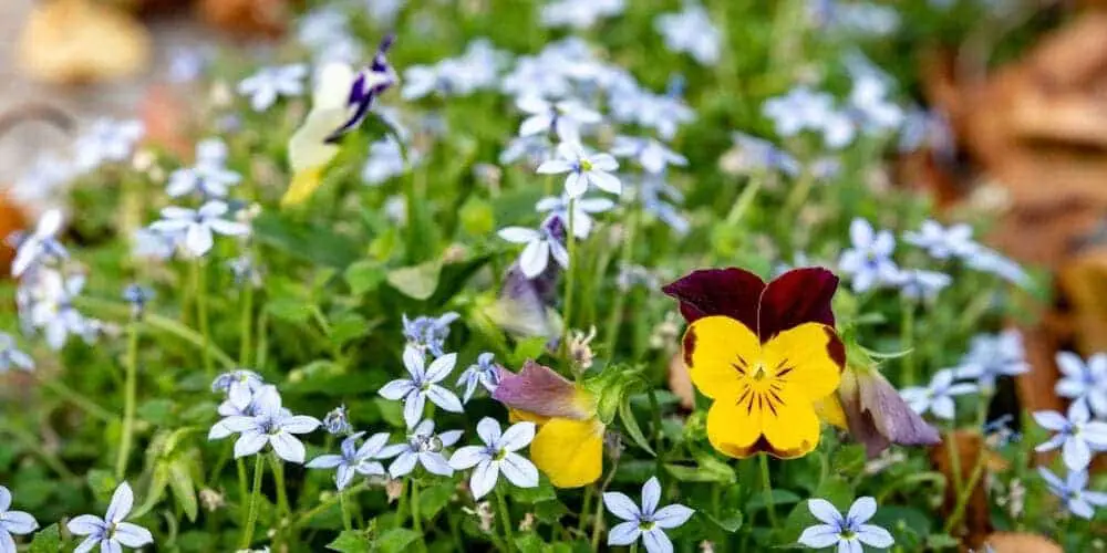 blue star creeper flowers