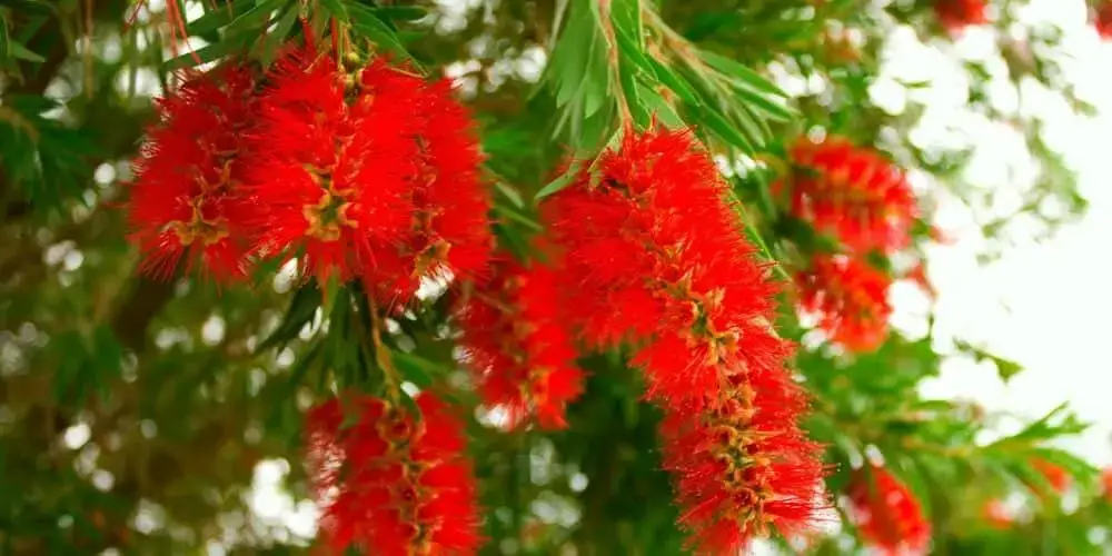 are bottle brush trees poisonous to humans