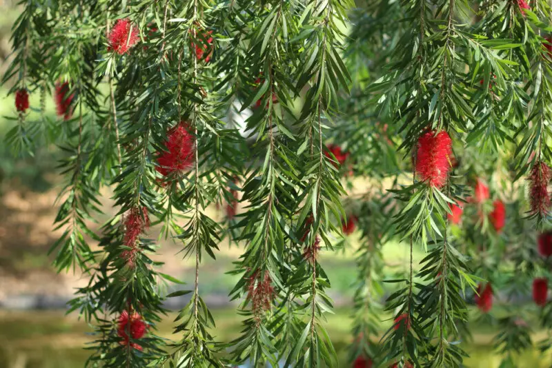 Bottlebrush Tree Care & Growing Guide