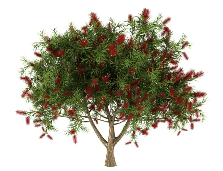 Bottlebrush Tree Care & Growing Guide