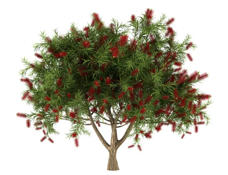 Bottlebrush Tree Care & Growing Guide