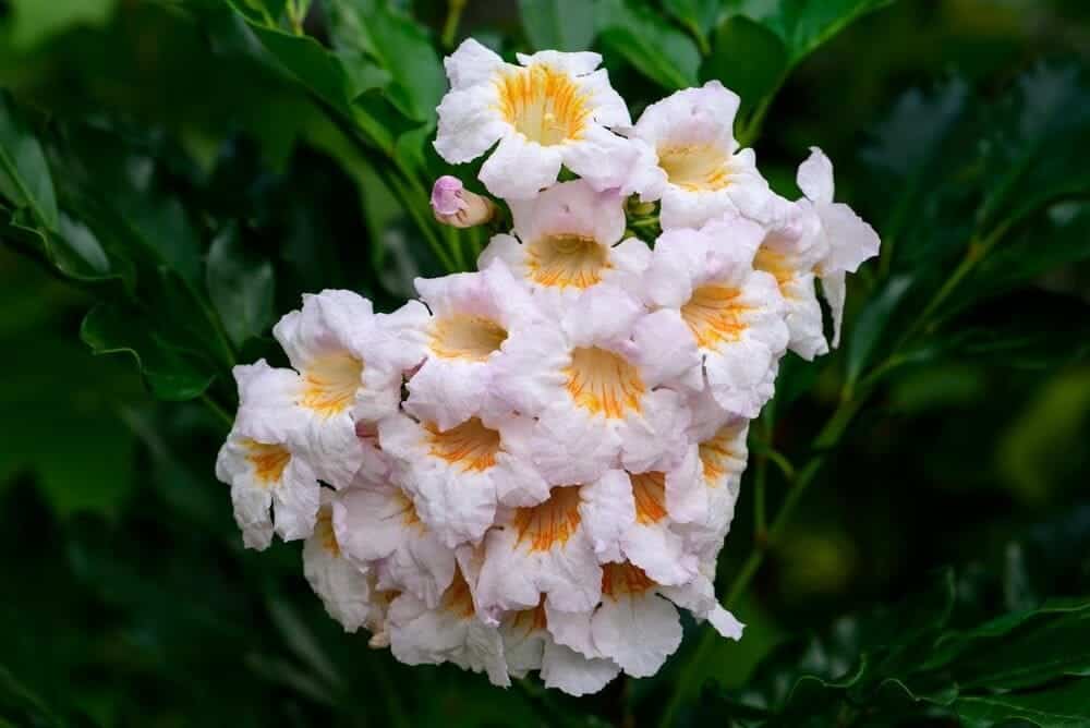 china doll plant white yellow flowers