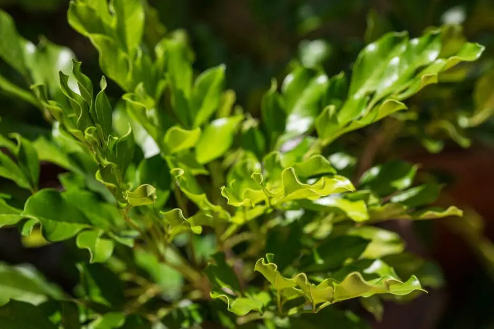 china doll plant big green leaves