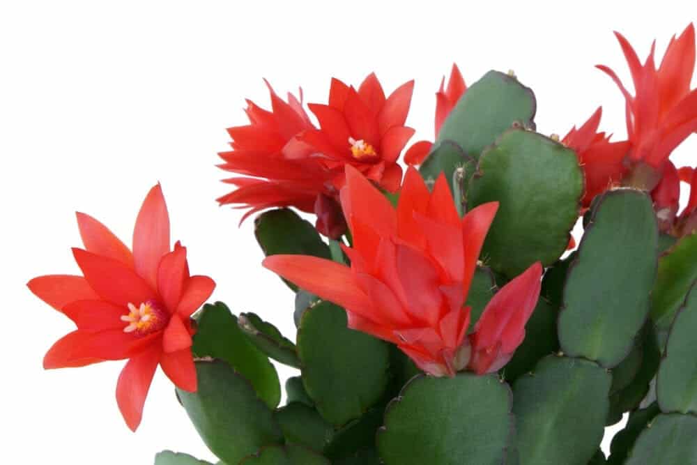 Christmas Cactus Flowers E1587968695767