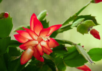 Christmas Cactus Care & Growing Guide