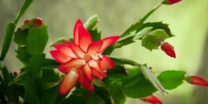 Christmas Cactus Care & Growing Guide