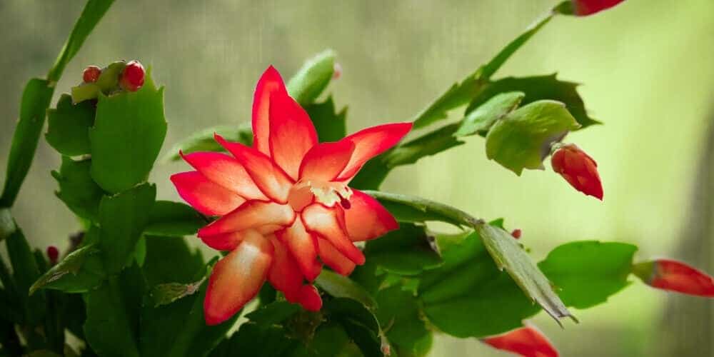 christmas cactus closeup red flowers