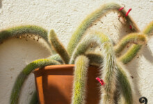 Monkey Tail Cactus Care & Growing Guide