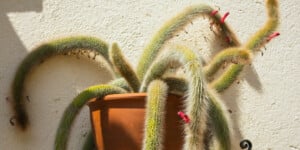 Monkey Tail Cactus: Plant Care & Growing Guide