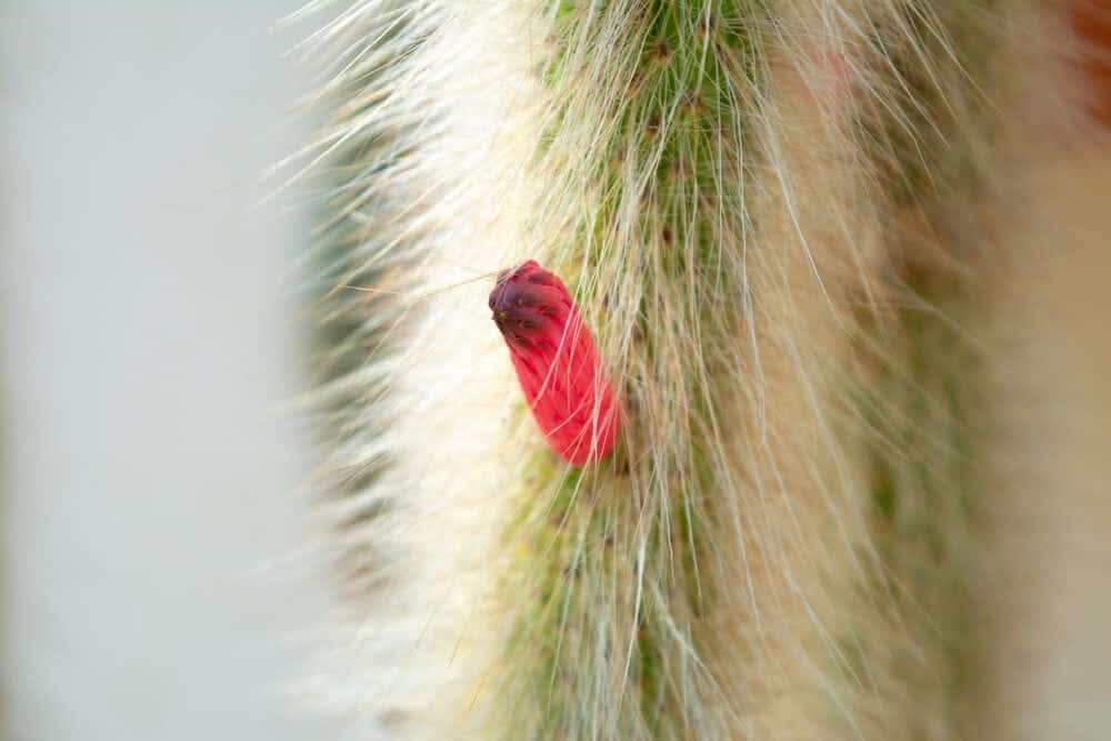 cleistocactus winteri flower