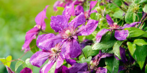 Clematis Care & Growing Guide