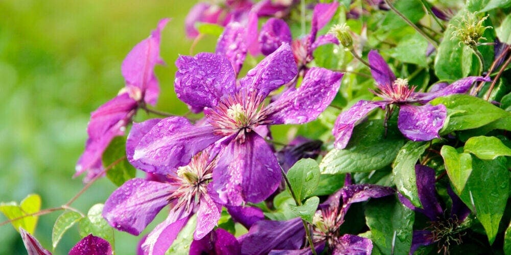 clematis care