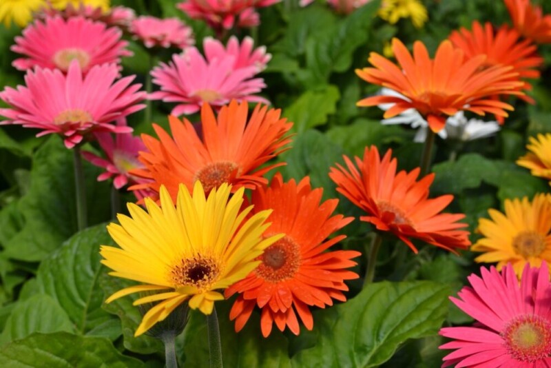 Gerbera Daisy Care & Growing Guide Hobby Plants