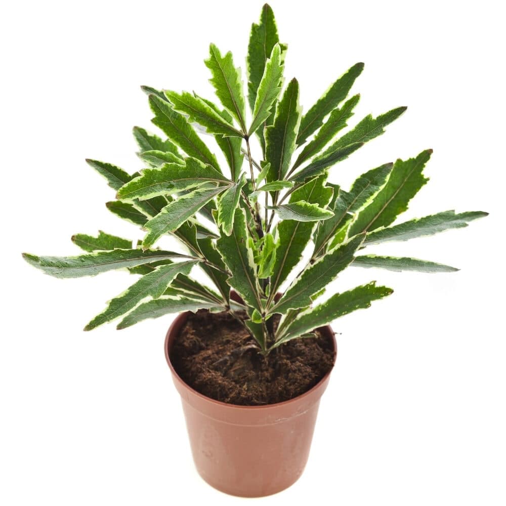aralia false plant care growing guide use peat potting soil absorbent shouldn mix soft based ll too want